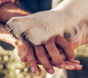 L'union entre l'humain son animal et le coach comportementaliste animalier