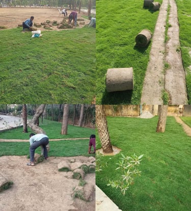 Lawn Grass Suppliers in Kadiyam