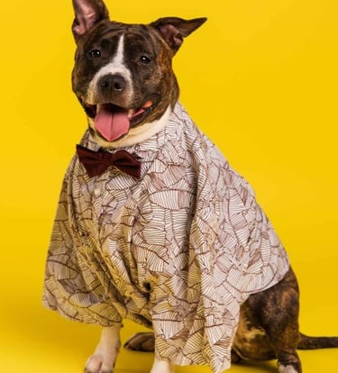 Perro muy elegante posando feliz
