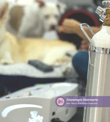 Ozonoterapia para animales