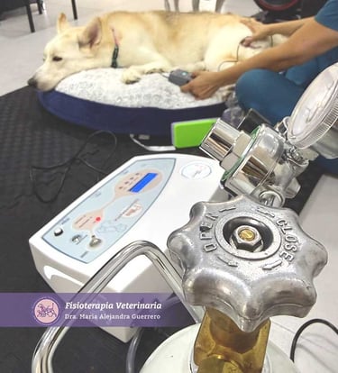 ozonoterapia veterinaria
