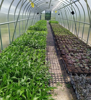 Daigeliai auginami šiltnamiuose prieš išnešant juos į lauką