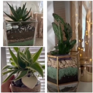 black craft by ck plant terrariums open terrarium sand plant sustainable nature hand crafted  glass jar crystals independent 
