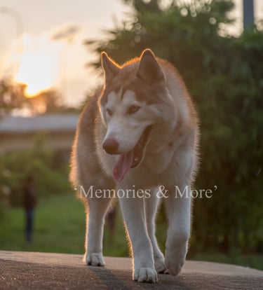 a dog is walking on a concrete wall