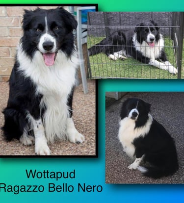Black and White Stud Dog Border Collie 