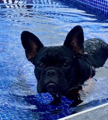 chiot bouledogue français noir