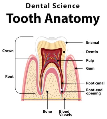Dentin: Tooth anatomy hygiene-precision.com