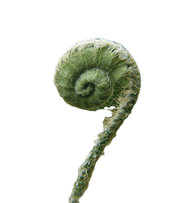 fiddleheads