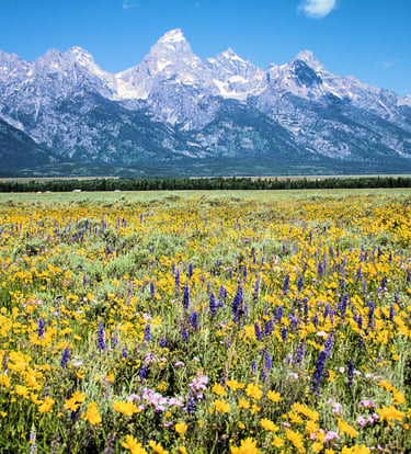 Grand Teton National Park