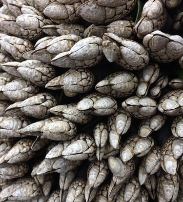 gooseneck barnacles