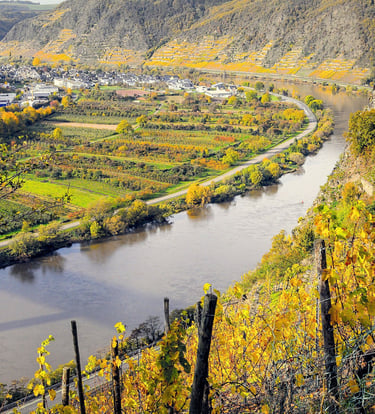 vineyards