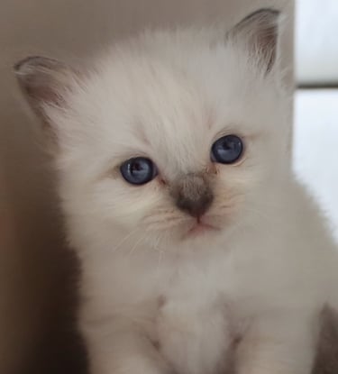 Nydelig ung Hellig Birma kattunge fra NO*Gaustatoppen oppdrett NO*Gaustatoppens Admiral Gyldenløve