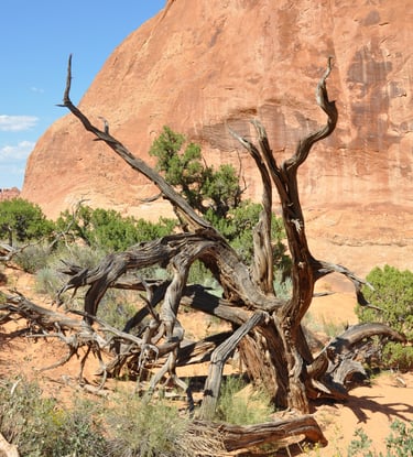 Arches National Park, Utah, USA