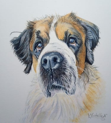 Pet Portrait Commissioned, St Bernard