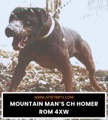 APBT GAME DOG MOUNTAIN MAN CH HOMER ROM 4XW