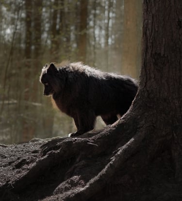 A black dog standing on large tree roots in a sunlit forest moody pet photography in wakefield