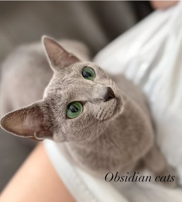 chats bleu russse obsidian cats