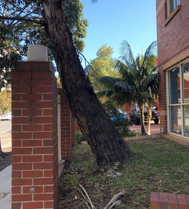 Image of a leaning tree trunk.