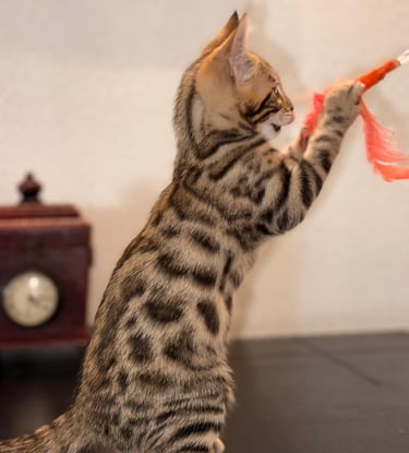 criadero gato bengali