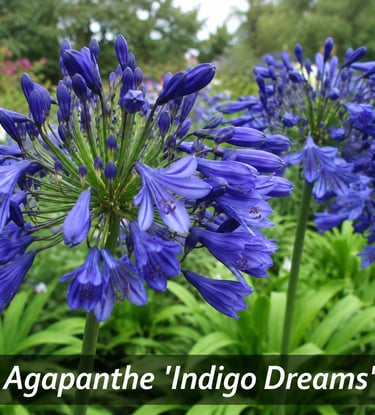 la fleur Agapanthe 'Indigo Dreams'
