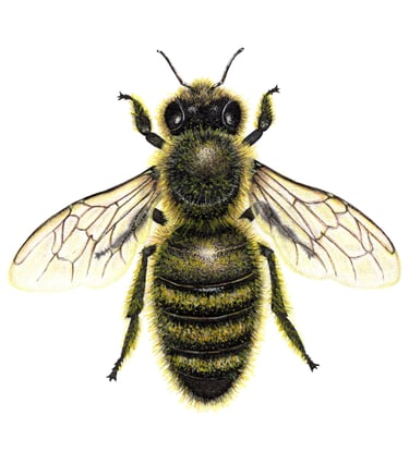 Honey bee illustration