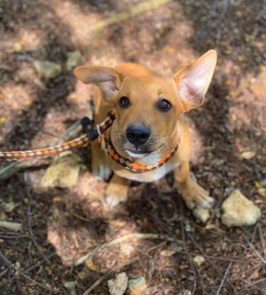 chiot mignon qui regarde son maitre