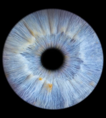 photo iris Bordeaux