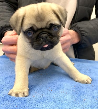 A small tan and black pug puppy sits on the exam table with the tip of its pink tongue sticking out.