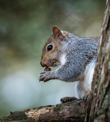 Grey squirrel