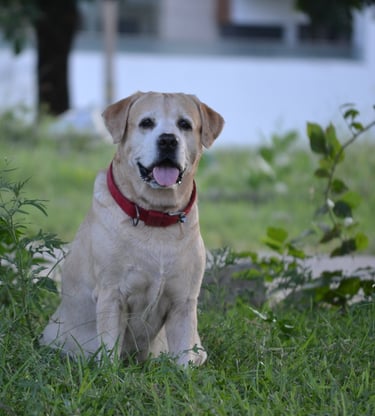 Dog Boarding, Dog Boarding near me, Pet Boarding, Pet Boarding near me, Dog Care, Happy Pettings