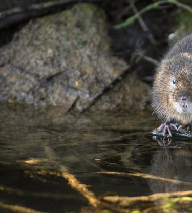 Water vole