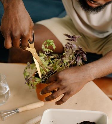 Cutting a houseplant with scissors