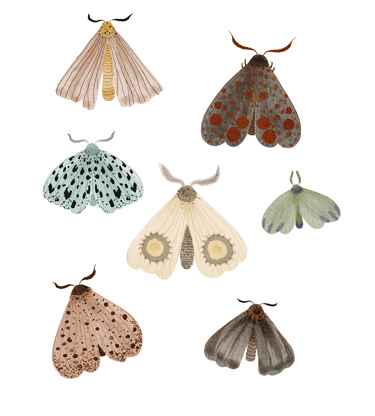 a variety of butterfly art for gift or print
