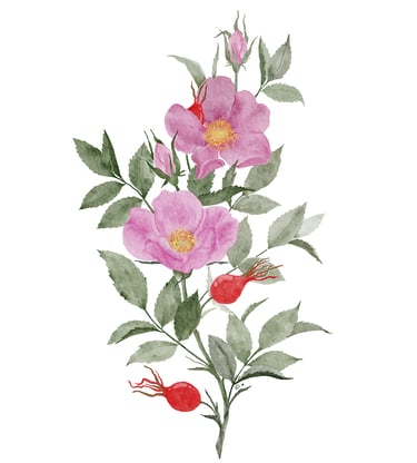 watercolor illustration of dog rose