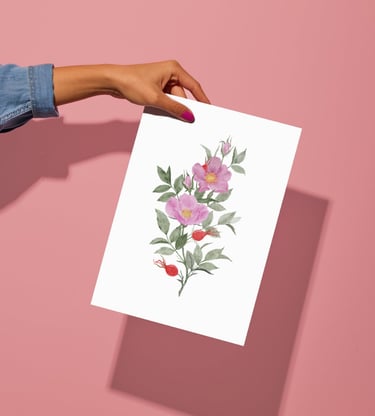 watercolor illustration of dog rose - print