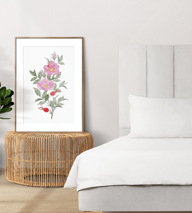 watercolor illustration of dog rose - poster