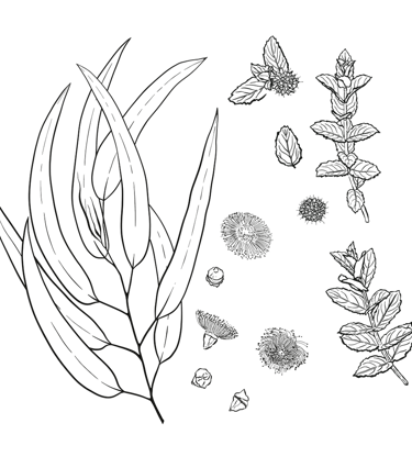 bw line art of Eucaliptus & Peppermint