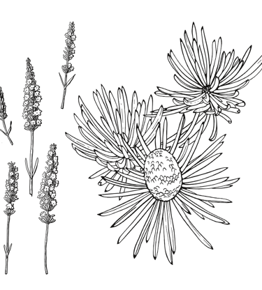 line art - lavender & Algerian Cedar