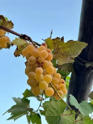 Golden grapes ripening on the vine at an Amalfi Coast farmhouse vineyard against blue sky