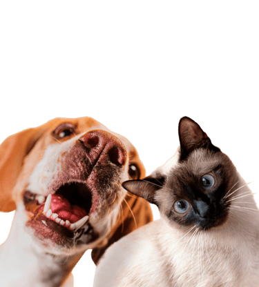 venta de cbd para mascotas en Guadalajara