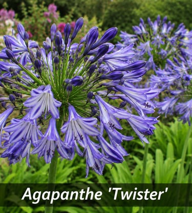 la fleur de Agapanthe 'Twister'