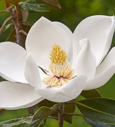 Magnolia en fleur sélectionné pour enrichir le patrimoine végétal de la Résidence Santini
