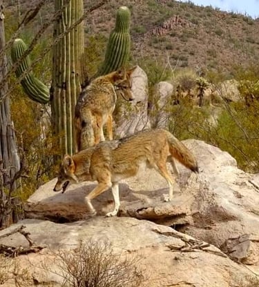 Coyotes atop desert boulders in Tucson's Sonoran Desert landscape
