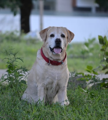 Dog Boarding, Dog Boarding near me, Pet Boarding, Pet Boarding near me, Dog Care, Happy Pettings