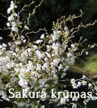 Sakura krūmas
