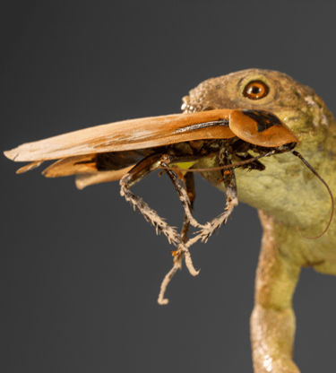 dudibamus kopf von vorn mit kakerlake im maul