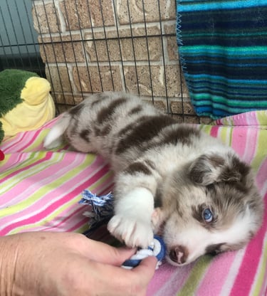 Eight Week Chocolate Merle Border Collie Puppy Pedigree 
