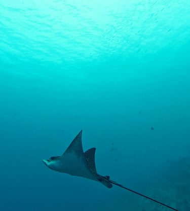 plongée sous marine maldives raie