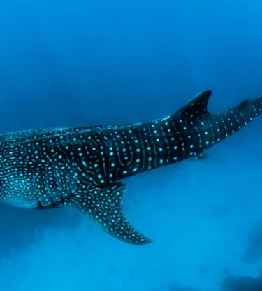requin baleine maldives