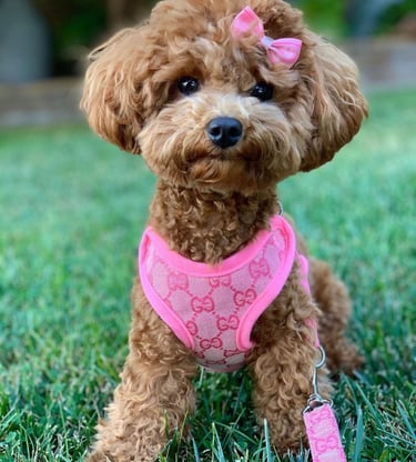 Stylish small dog wearing pink luxury dog harness and leash